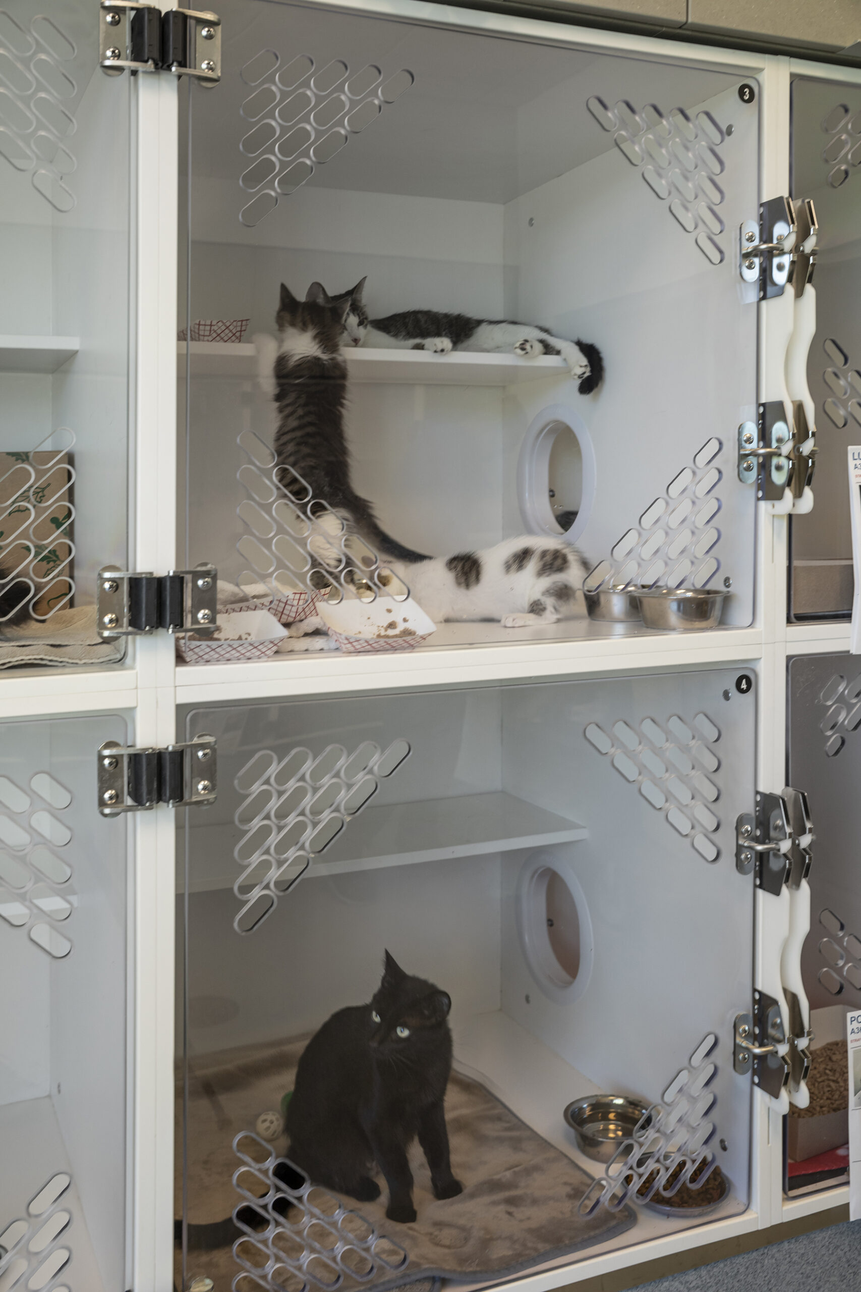 Indy Animal Care_08